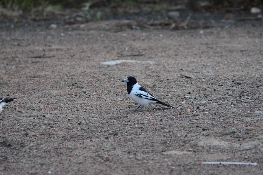 Butcherbird pied 2023 001.JPG